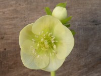 Helleborus x hybridus 'Barnhaven Hybriden'- Gelb