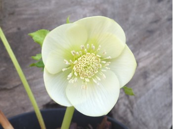 Helleborus x hybridus 'Barnhaven Hybriden'- Gelb