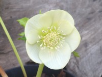 Helleborus x hybridus 'Barnhaven Hybriden'- Gelb