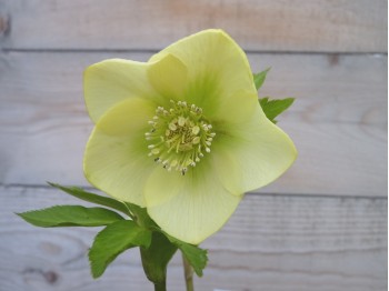 Helleborus x hybridus 'Barnhaven Hybriden'- Gelb