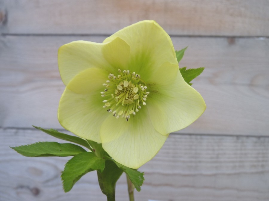 Helleborus x hybridus 'Barnhaven Hybrids' Single Yellow Shades