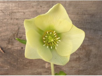 Helleborus x hybridus 'Barnhaven Hybrids' Single Yellow Shades