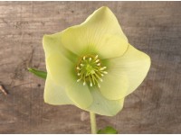 Helleborus x hybridus 'Barnhaven Hybriden'- Gelb