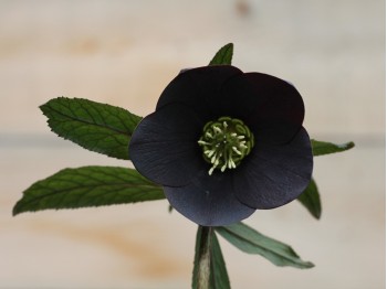 Helleborus x hybridus 'Barnhaven Hybriden'- Schwarzrot