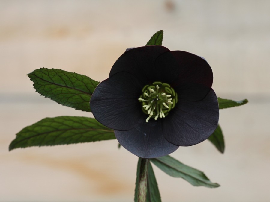 Helleborus x hybridus 'Barnhaven hybrids' Single Slate Shades