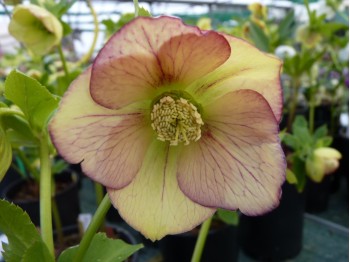 Helleborus x hybridus 'Barnhaven Hybriden'- Apricot