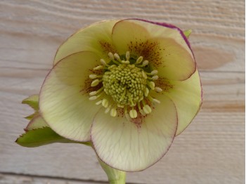 Helleborus x hybridus 'Barnhaven Hybrids' Single Apricot Shades