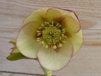 Helleborus x hybridus 'Barnhaven Hybrids' Single Apricot Shades