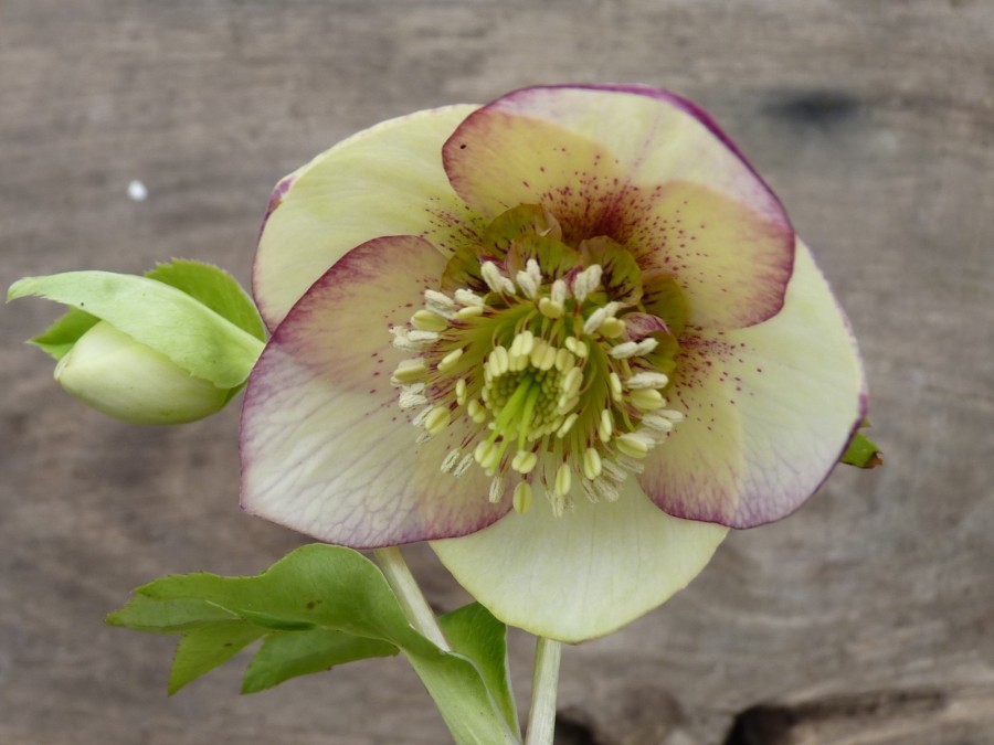 Helleborus x hybridus 'Barnhaven Hybriden'- Apricot