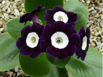 Primula auricula 'C.W.Needham'.