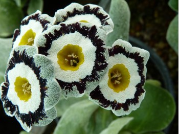 Primula auricula 'Teem'.