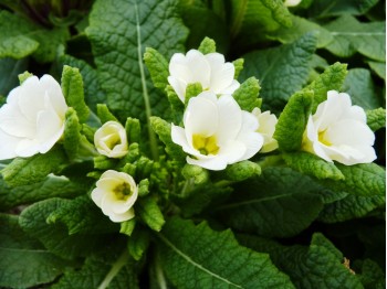 White Jack-in-the-green primrose