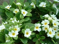 Primula Jack-in-the-green white