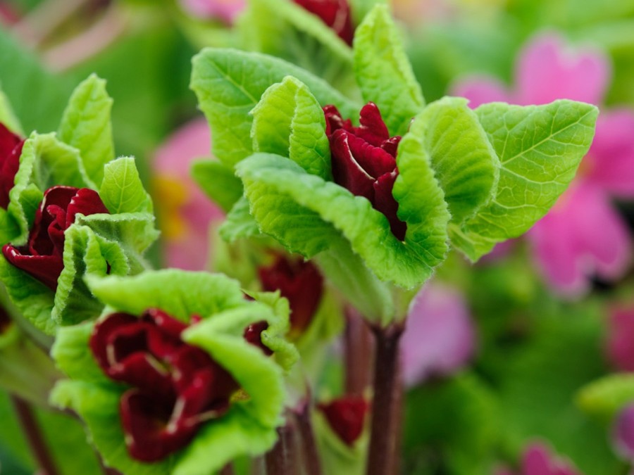 Primula JACK IN THE GREEN - Reds