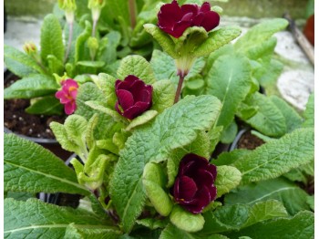 Primula JACK IN THE GREEN - Reds