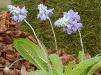 Primula flaccida