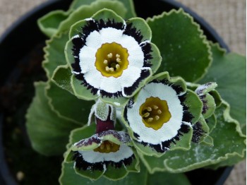 Primula auricula 'Serenity'