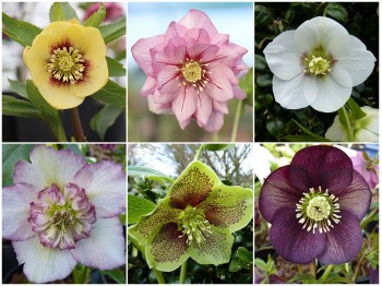 HELLEBORE plant collection