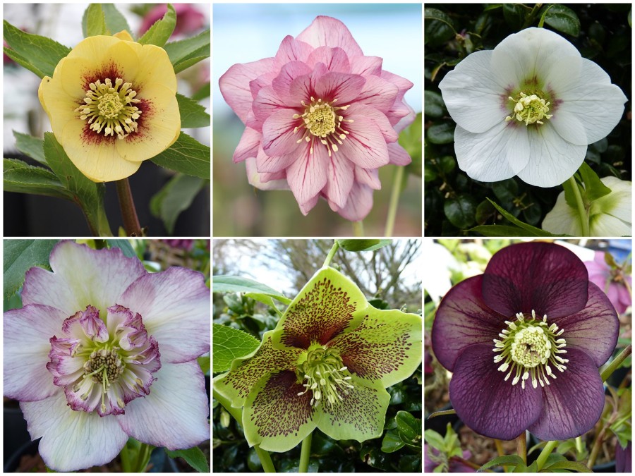 HELLEBORE plant collection