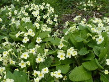 Primula vulgaris