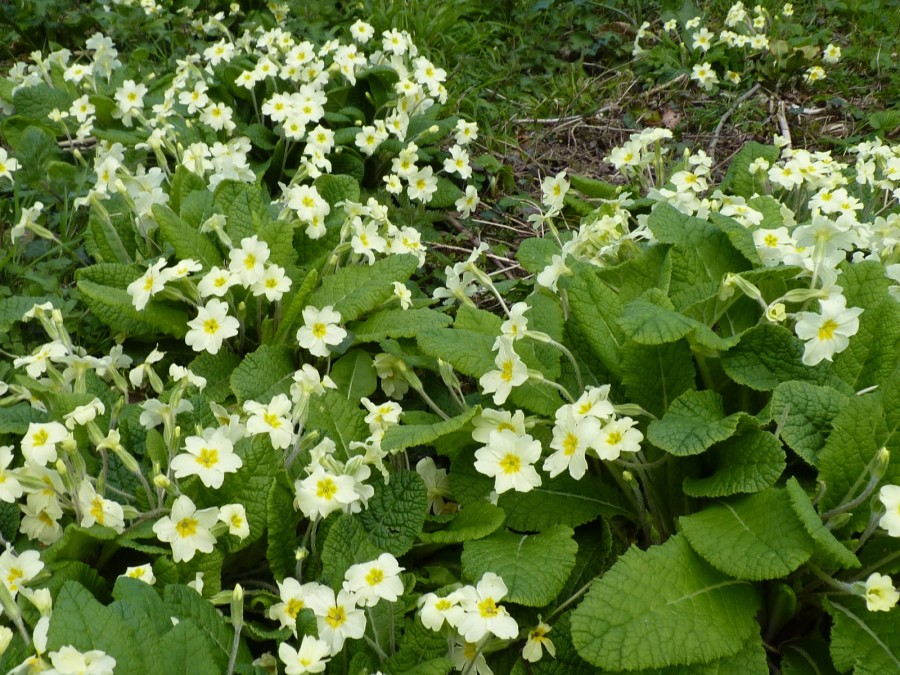 Primula vulgaris