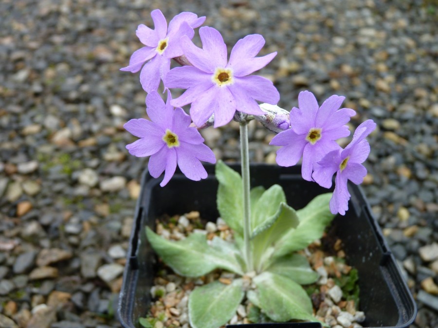 Primula halleri