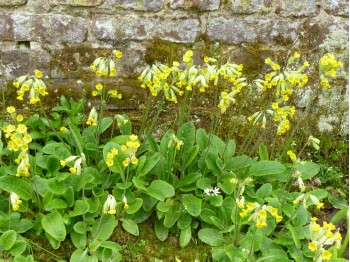 Primula veris 