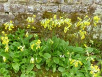 Primula veris 