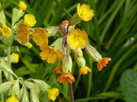 Primula veris 'Coronation cowslips'