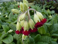 Primula veris 'Coronation cowslips'