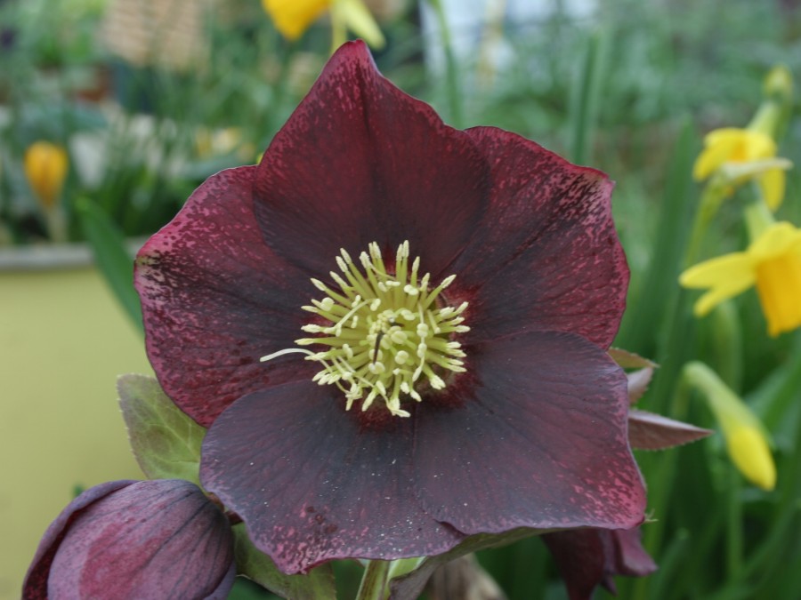 Helleborus x hybridus 'Barnhaven Hybrids' - Pourpre à fleur simple