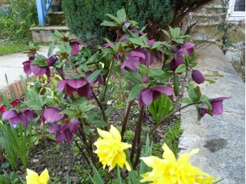 Single Dark Purple hellebore