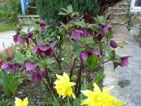 Helleborus x hybridus 'Barnhaven Hybrids' - Single Dark Purple Strain