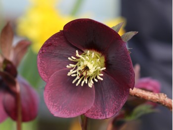 Rose de Noël pourpre