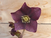 Helleborus x hybridus 'Barnhaven Hybrids' - Single Dark Purple Strain