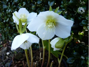 Helleborus x hybridus 'Barnhaven Hybrids' - Single White and Cream strain