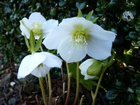 Helleborus x hybridus 'Barnhaven Hybrids' - Single White and Cream strain