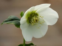 Helleborus x hybridus 'Barnhaven Hybrids' - Single White and Cream strain