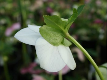 Helleborus x hybridus 'Barnhaven Hybrids' - Single White and Cream strain