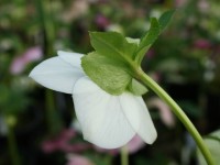 Helleborus x hybridus 'Barnhaven Hybrids' - Single White and Cream strain