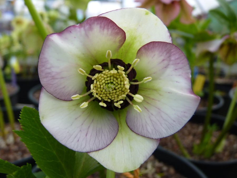 Helleborus x hybridus 'Barnhaven hybrids' - Picotée clair