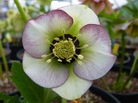 Helleborus x hybridus 'Barnhaven hybrids' - Single Picotee Strain Light shades