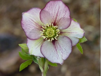 Helleborus x hybridus 'Barnhaven hybrids' - Single Picotee Strain Light shades