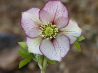 Helleborus x hybridus 'Barnhaven hybrids' - Single Picotee Strain Light shades