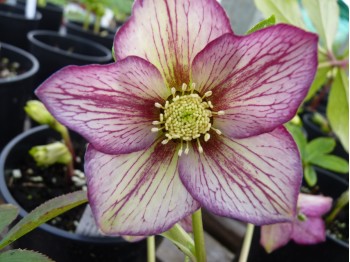 Helleborus x hybridus 'Barnhaven hybrids' - Single Picotee Strain Light shades