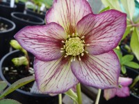 Helleborus x hybridus 'Barnhaven hybrids' - Single Picotee Strain Light shades