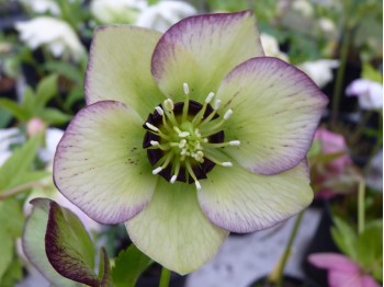 Helleborus x hybridus 'Barnhaven hybrids' - Single Picotee Strain Light shades