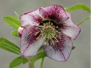 Helleborus x hybridus 'Barnhaven hybrids' - Single Picotee Strain Light shades