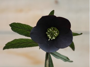 Helleborus x hybridus 'Barnhaven hybrids' - Single Slate Strain