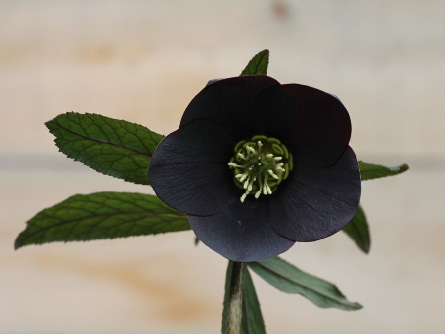 Helleborus x hybridus 'Barnhaven hybrids' - Single Slate Strain